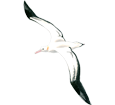 Albatross ##STADE## - look 5
