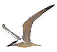 Sandwich Tern ##STADE## - look 16020