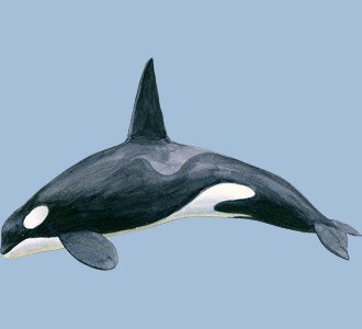 Take in a orca whale species marine animal
