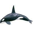 Orca Whale ##STADE## - look 65