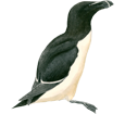 Razorbill Penguin ##STADE## - look 65